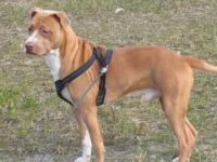 混血斗牛獒多少钱一只?(斗牛犬斗牛獒杂交的优缺点)