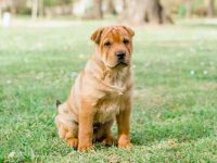 一只沙皮狗幼犬要多少钱?(影响沙皮犬成本的6个关键因素)