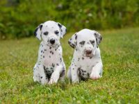 达尔马提亚犬要多少钱一只?(饲养达尔马提亚一年的费用开销)