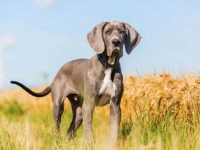 盘点全球出售高质量大丹犬的十大排名地点