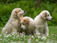 大比利牛斯山幼犬多少钱一只?(大比利牛斯山犬为什么这么贵)