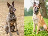 荷兰牧羊犬比利时玛利诺犬混种的来源和历史