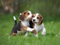 养比格犬每年每月要花多少钱?(养比格犬的一年的开销)