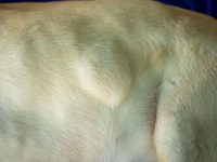 盘点那些常见的狗狗肿瘤及囊肿,早了解早重视!