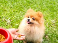 博美犬吃什么狗粮好?(喂养博美犬的方法及注意事项)