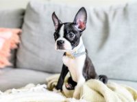 波士顿梗幼犬的价格是多少?(影响波士顿梗成本差异的5个原因)