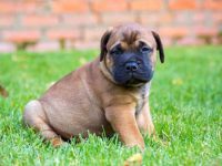 一只斗牛獒幼犬要多少钱?(影响斗牛獒幼犬成本的6个因素)