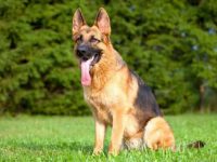 短毛德国牧羊犬多少钱一只?(饲养短毛德国牧羊犬每年的成本花费)