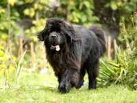 盘点全球出售高质量纽芬兰犬的十大排名地点