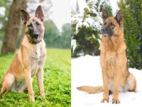 什么是德国玛利诺犬的混种?(德国玛利诺犬杂交的起源和历史)