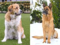 什么是大比利牛斯德牧混种?(大比利牛斯德国牧羊犬的起源和历史)