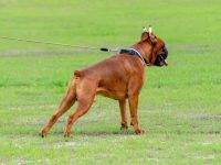 拳师犬什么时候断尾好?(拳师犬断尾对健康有影响吗?)