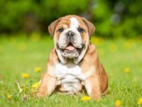 饲养英国斗牛犬每年要多少钱?(养英国斗牛犬一年的成本开销)