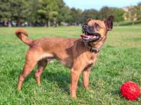 奇威尼犬要多少钱一只?(影响奇威尼犬成本差异及其原因)