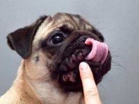 为什么狗狗嘴巴周围有硬痂?(狗狗嘴巴上长硬痂的8种原因)