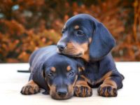 盘点全球出售高质量腊肠犬的十大排名地点