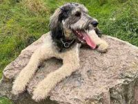 巨型雪纳瑞多少钱一只?(巨型雪纳瑞的优缺点)