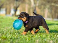 罗威纳犬吃什么狗粮好?(罗威纳犬不能吃什么食物)