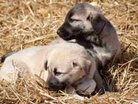 养一只坎高犬每年要花多少钱?(饲养坎高犬每年的成本花费)