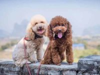 贵宾犬最长寿命能活多久?(影响贵宾犬寿命的5个因素)