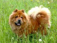 纯种松狮犬要多少钱一只?(影响松狮犬幼犬价格的6个因素)