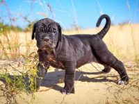 盘点全球出售高质量卡斯罗小狗的十大排名地点