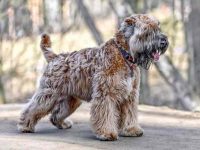 饲养软毛麦色梗每年要花多少钱?(养软毛麦色梗一年的成本开销)