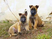 盘点全球出售高质量比利时玛利诺犬的十大排名地点