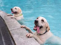 拉布拉多不运动会怎么样?(适合日常锻炼拉布拉多的10种方法)