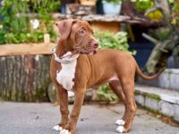 养一只比特犬每年要花多少钱?(比特犬日常生活省钱妙招)