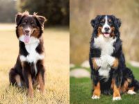 什么是澳大利亚牧羊犬伯恩山混种?(澳牧伯恩山犬杂交起源和历史)