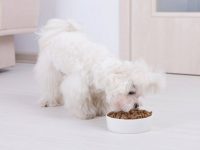 马耳他犬吃什么狗粮对身体好?(马耳他犬不能吃的食物清单)