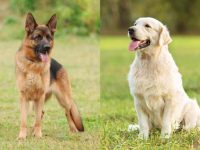 什么是德牧和拉布拉多犬混种?(德牧拉布拉多犬杂交的起源和历史)