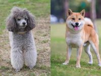 什么是柴犬贵宾犬混种?(柴犬贵宾犬杂交的起源和历史)