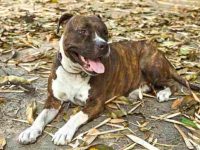 斑纹比特犬要多少钱一只?(斑纹比特犬的寿命可以活多少年)