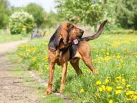 盘点全球出售高质量寻血猎犬的十大排名地点