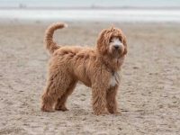 什么是澳大利亚拉布拉多犬?(澳大利亚拉布拉多犬的混血起源和历史)