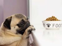 哈巴狗吃什么狗粮比较好?(哈巴狗不能吃的食物)