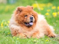 为什么松狮犬的舌头是蓝色的?(纯种松狮犬的舌头都是蓝色的吗?)