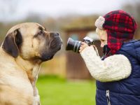 卡斯罗犬是好的家庭犬吗?(男性与女性卡斯罗哪个适合孩子陪伴犬)
