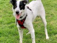 卡尔比边境牧羊犬混血多少钱一只?(卡尔比边境牧羊犬杂交的优缺点)