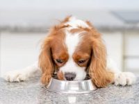 查理王小猎犬掉毛怎么办?(查理王犬掉毛原因及应对方法)