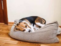 宠物狗得了细小病毒怎么治疗?(狗得细小在家自救的8种方法)