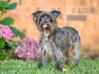 什么是混血马耳他梗犬?(马耳他梗混种的起源和历史)