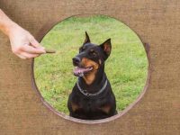 杜宾犬吃什么狗粮比较好?(杜宾犬不能吃的食物清单)