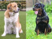 什么是比利牛斯山罗威纳犬混种?(比利牛斯山罗威纳犬杂交起源历史)