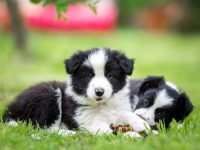 盘点全球出售高质量边境牧羊犬的十大排名地点