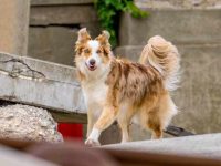 什么是红梅尔边境牧羊犬?(红梅尔边境牧羊犬的外观及性格特点)