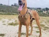 杜宾大丹犬混血要多少钱一只?(杜宾大丹犬杂交的优缺点)