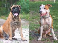 什么是斗牛獒混种犬?(斗牛犬斗牛獒杂交的起源和历史)